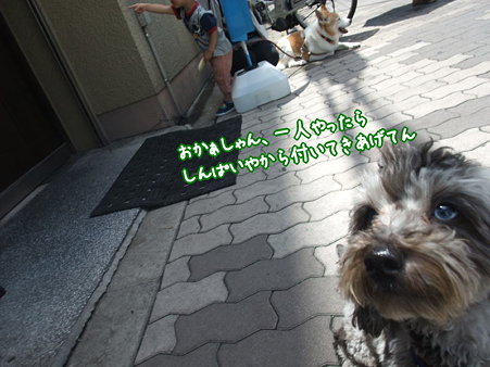 しんぱいやからついてきた