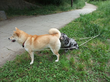 どんなワンコとも仲良し
