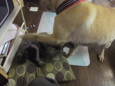 つんつんして