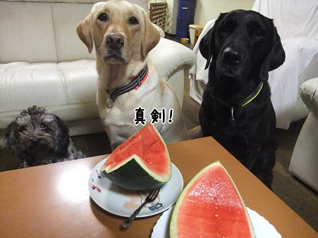 さっきより真剣な眼差しやん
