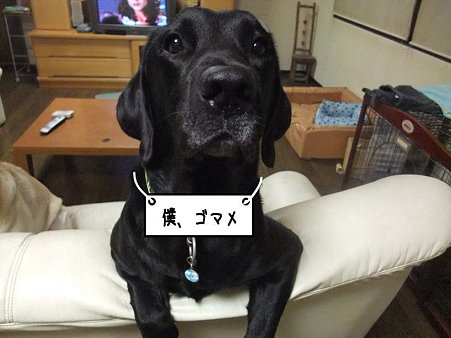 ゴマメプラカード