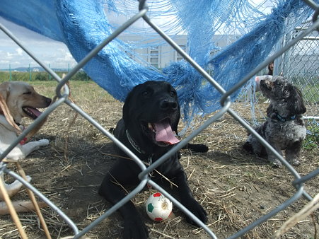 この犬達は、一応日陰だと思っているらしい