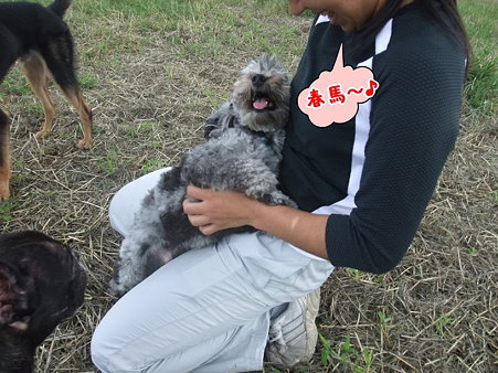 春馬、おいで