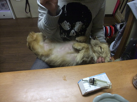 膝でヘソ天!!