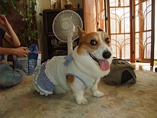 2009_0623朝から元気0036