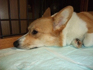 2009_0629頂き物0006
