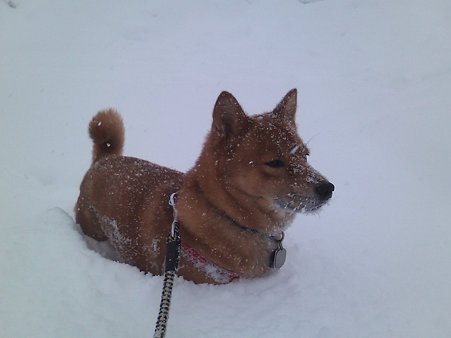 コテツ埋もれてる(笑)ここ今朝除雪車通ったんだけど…(^^;