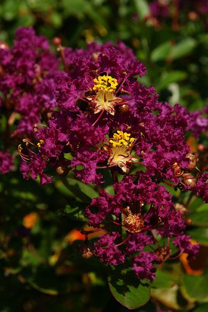 サルスベリの花090829-381