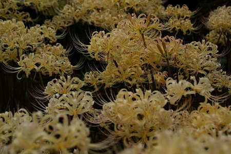 白花マンジュシャゲ090912-232