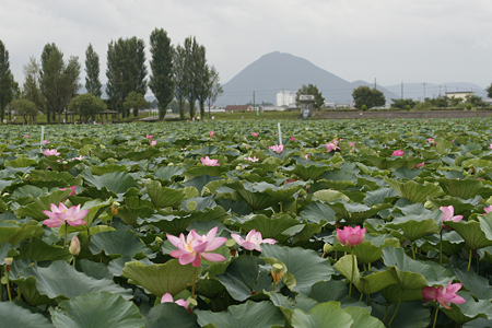 草津市立水生植物公園みずの森 - 06