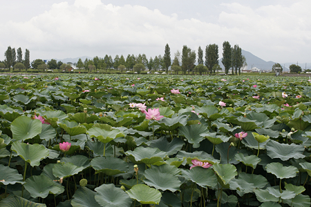 草津市立水生植物公園みずの森 - 08