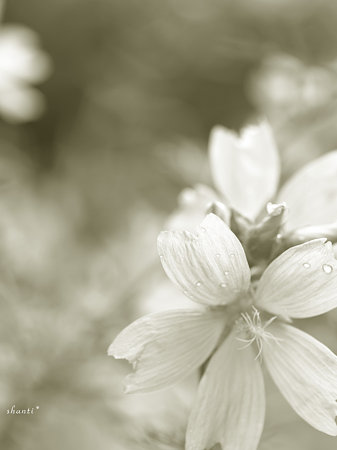 always here・・・