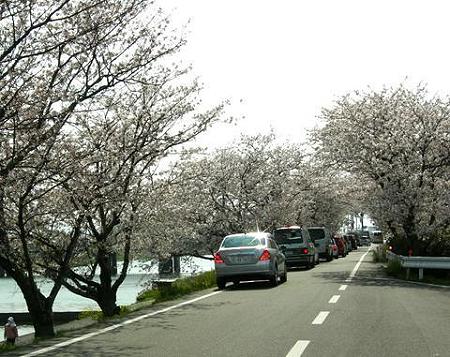 今川桜トンネル