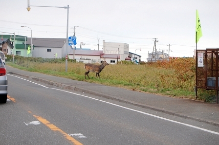 のら鹿