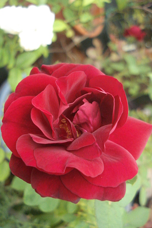 DSC05675