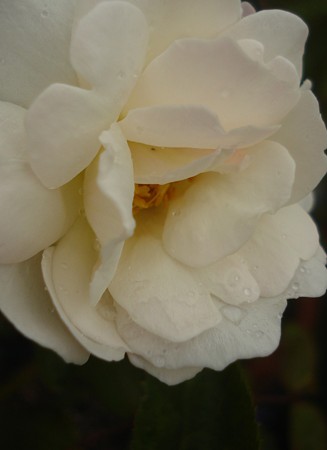 秋の薔薇は・・・