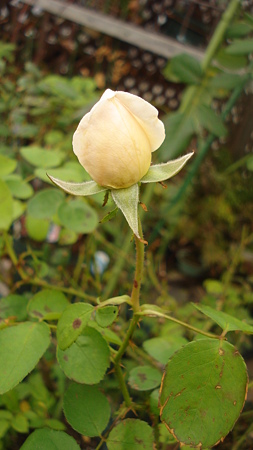 DSC06464
