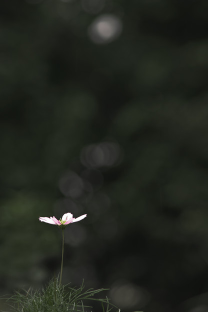 開花する一時