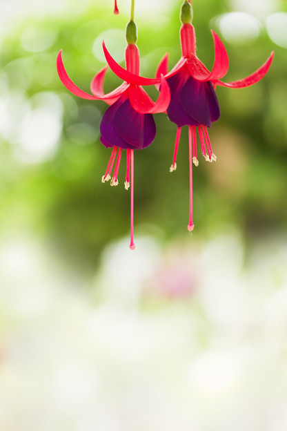花の妖精