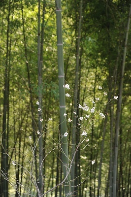 相模湖竹林1