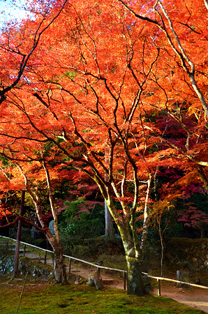 紅葉５