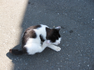 チビ猫B