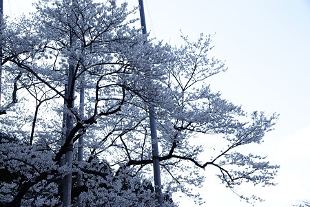 淡墨桜2
