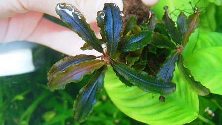 DSCF4496