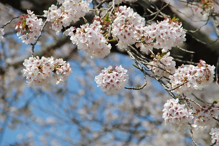 miharutakizakura15