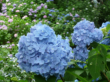 P1010584