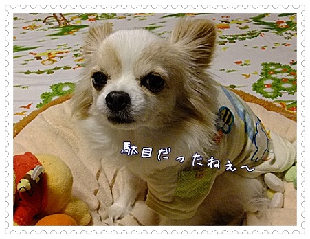 駄目だった!!