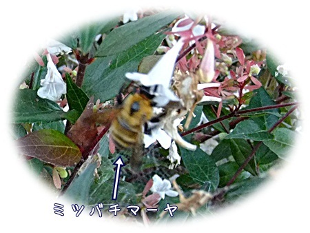 お食事中