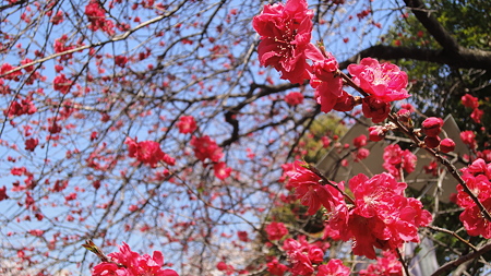浅草 隅田川沿い これも桜かな。
