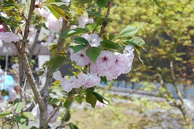 八重桜