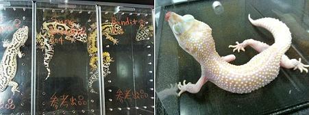 レオパ バンディット&ノヴァ