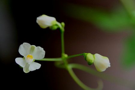 ふうせんかずらの花