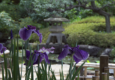 長谷寺の花菖蒲 01