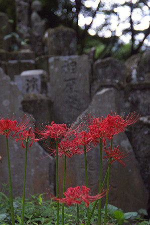 阿夫利神社から日向薬師へ 16