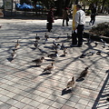 ○2007 03 20　上野公園＆上野動物園