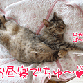 090620-【猫アニメ】まったりちぅにゃ～♪