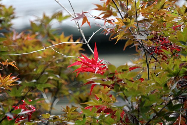 2009.08.01　和泉川　赤い葉